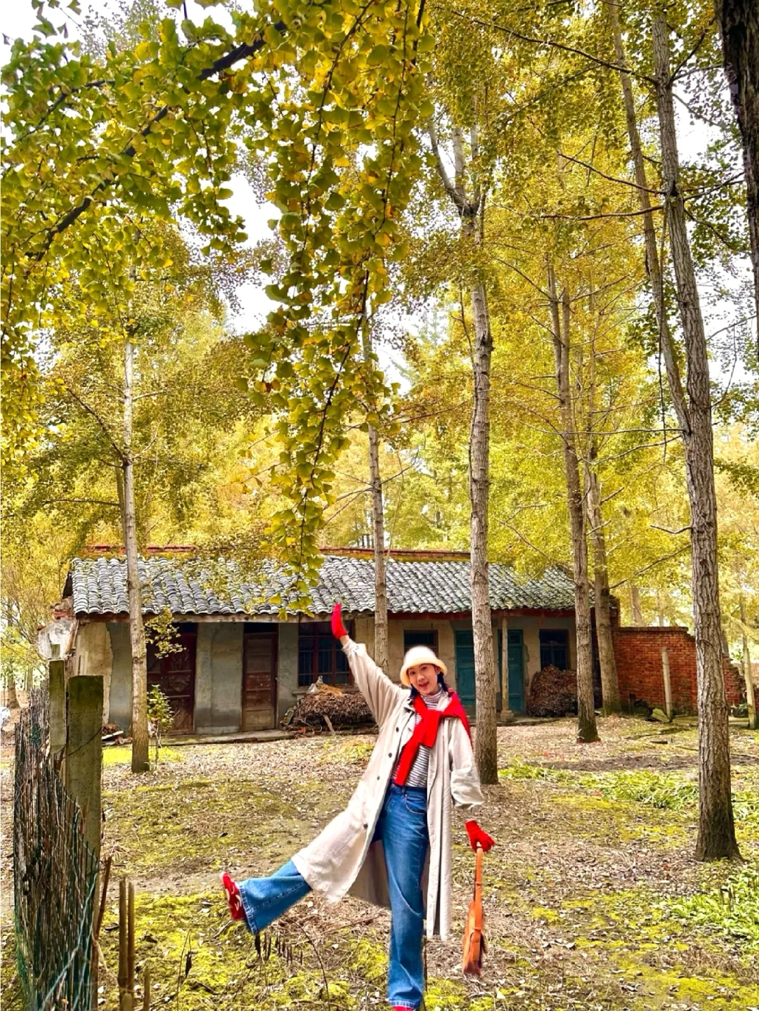 成都！11.14实拍！！又找到一个拍银杏的地方……