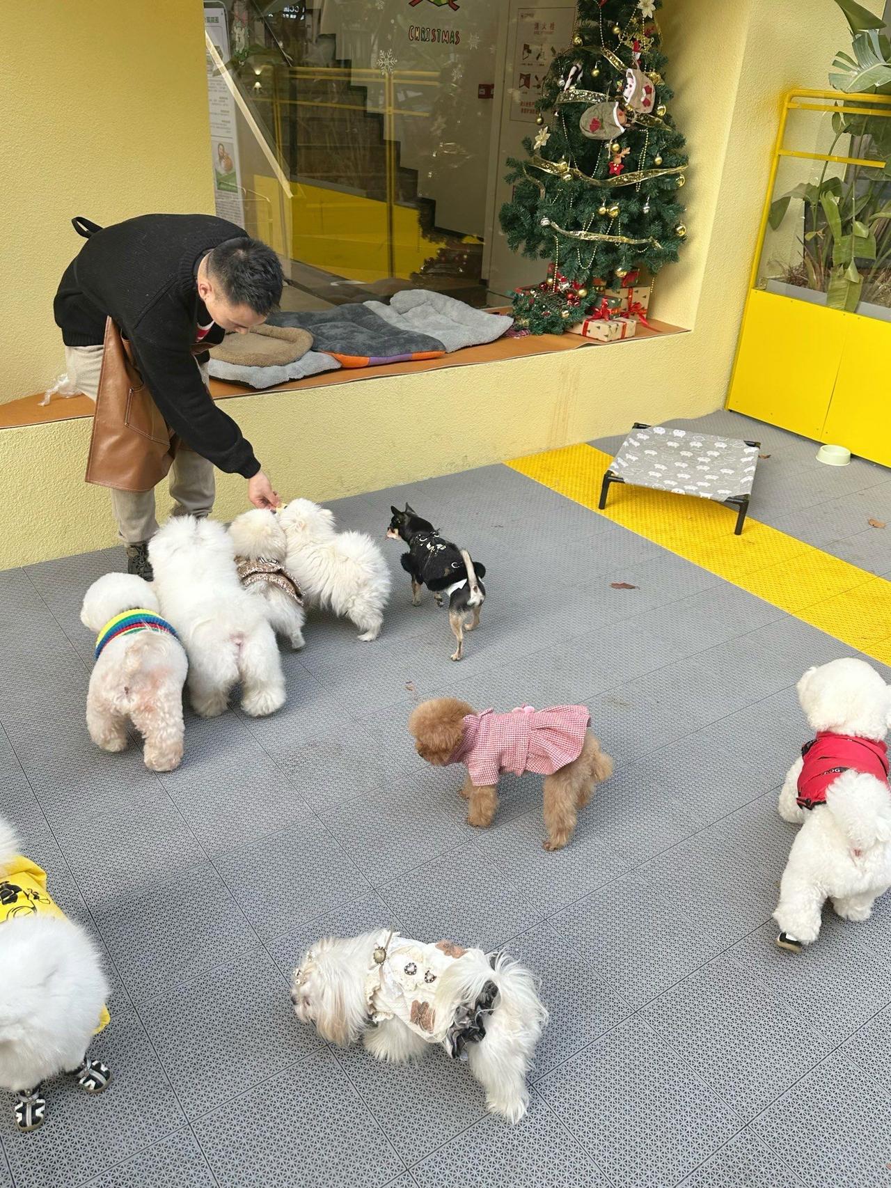 上海狗狗内卷上幼稚园！幼师带队、按性格分班，打工人：活不如毛孩子

上海又出圈了