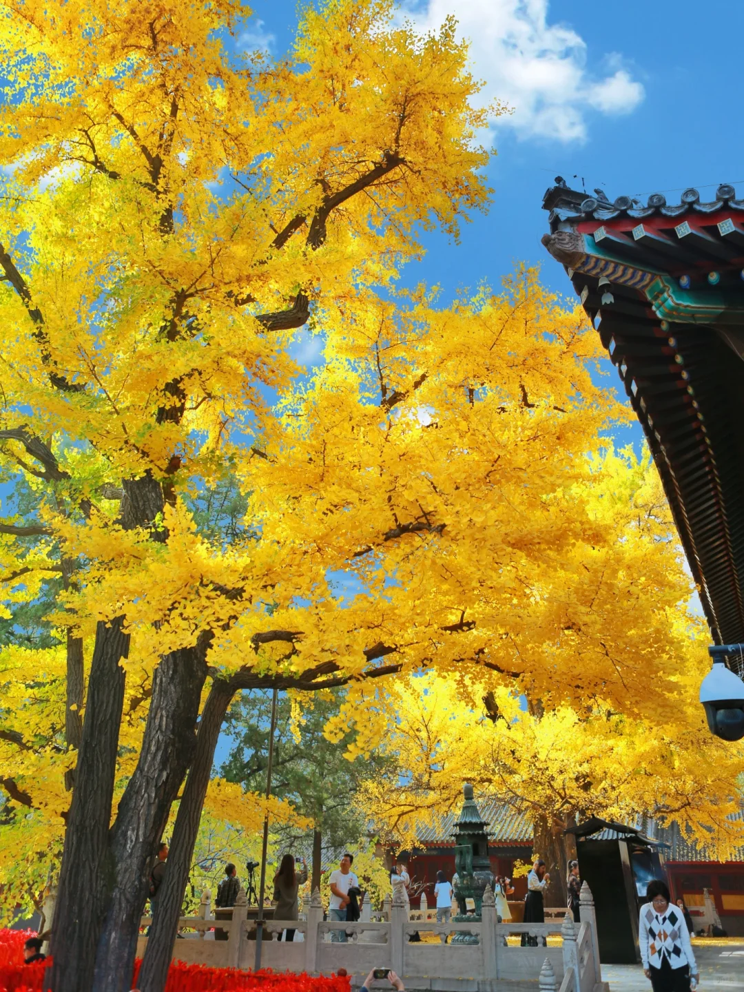 号外📣红螺寺本周巅峰错过等一年❗️附攻略🍁