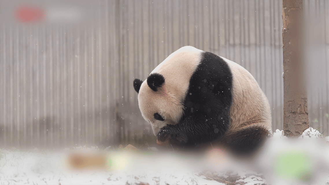 灿阳一家从神树坪搬家到雅安搬家第一天，所以玩具全被灿阳玩了个遍~只见它上蹿下跳，