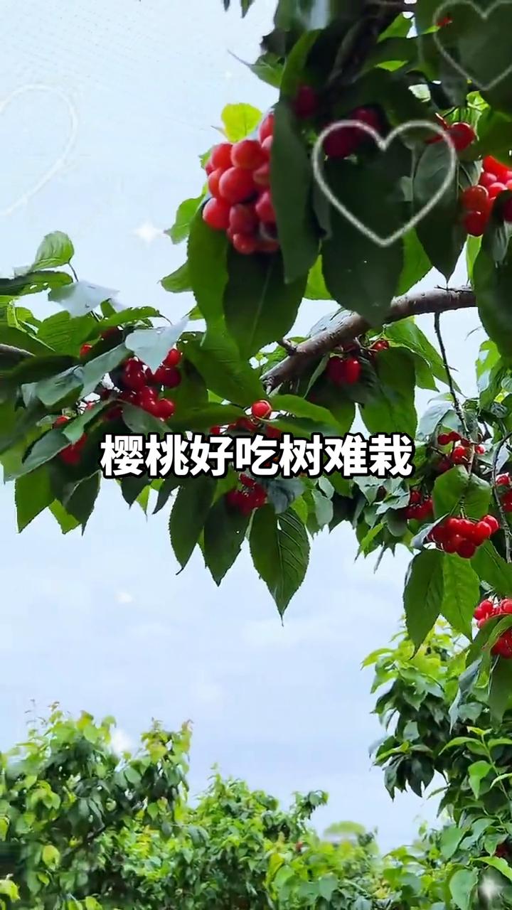 樱桃好吃树难栽。