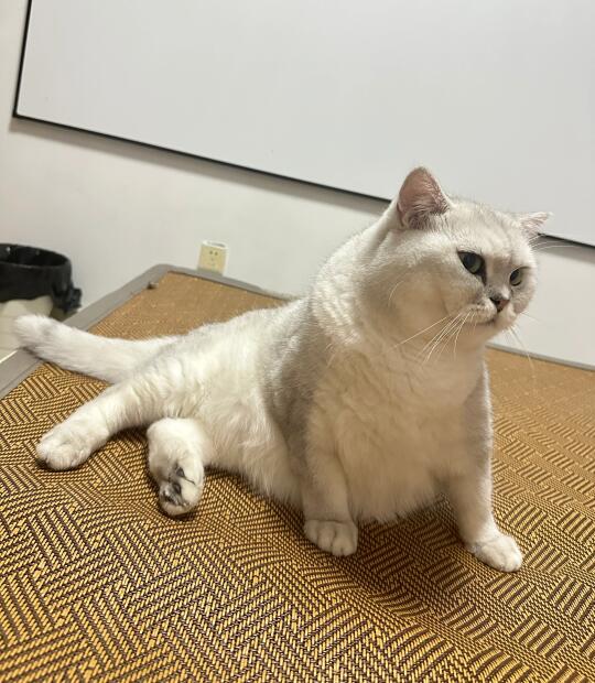 你们的猫会这样坐吗