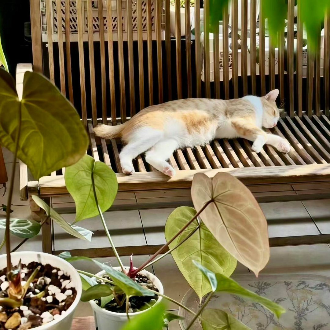 𝙒𝙚𝘾𝙝𝙖𝙩｜頭像背景圖搭配｜小众女头｜ins风｜优质女头｜氛围感女