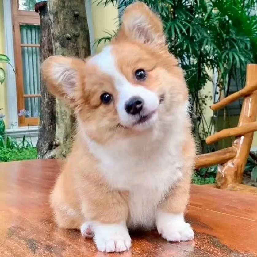 请多多喜欢小狗