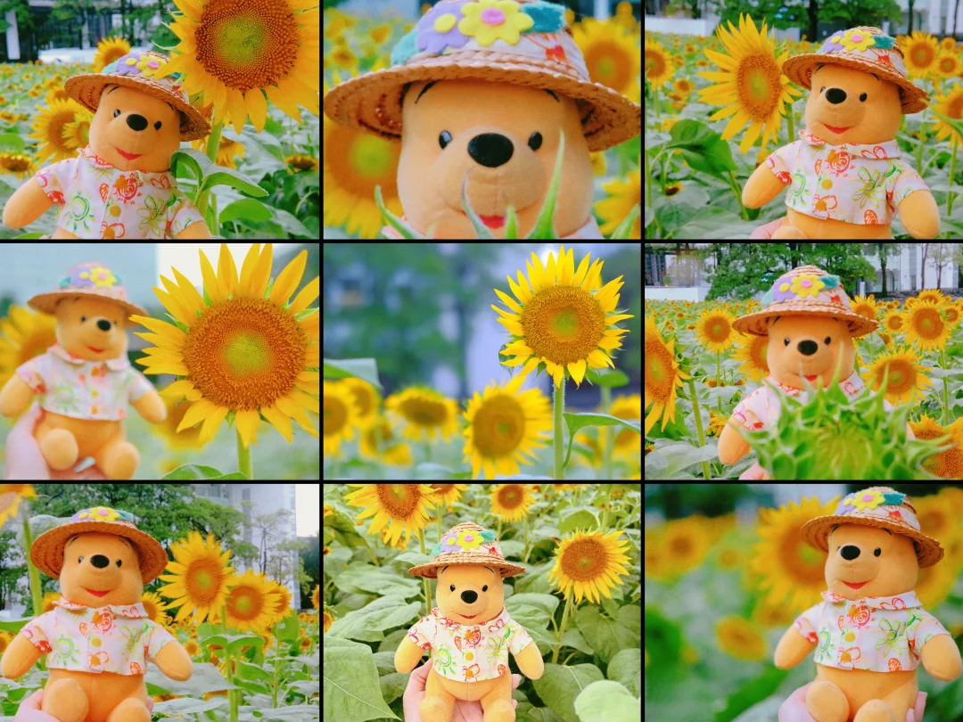 维尼与8000株向日葵🌻（头像自取）