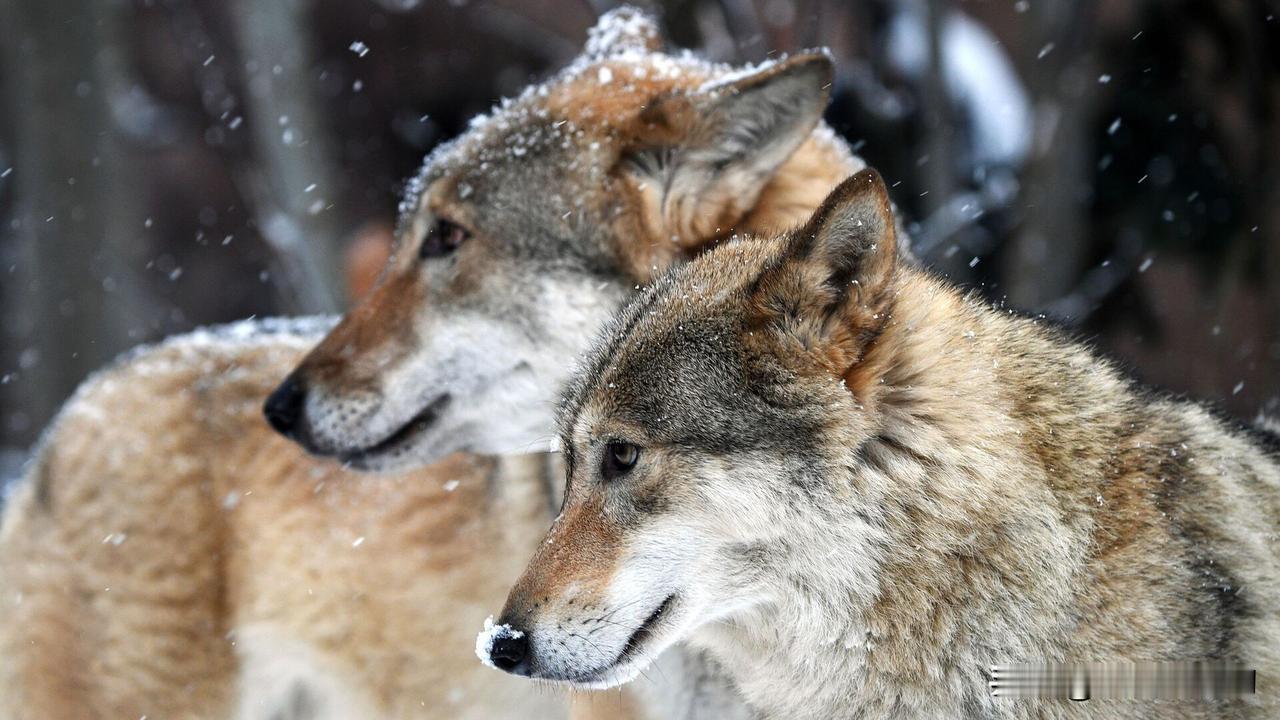 扎哈罗娃就西方媒体将芬兰驯鹿死亡归咎于俄罗斯狼群的报道作出回应

俄罗斯外交部发