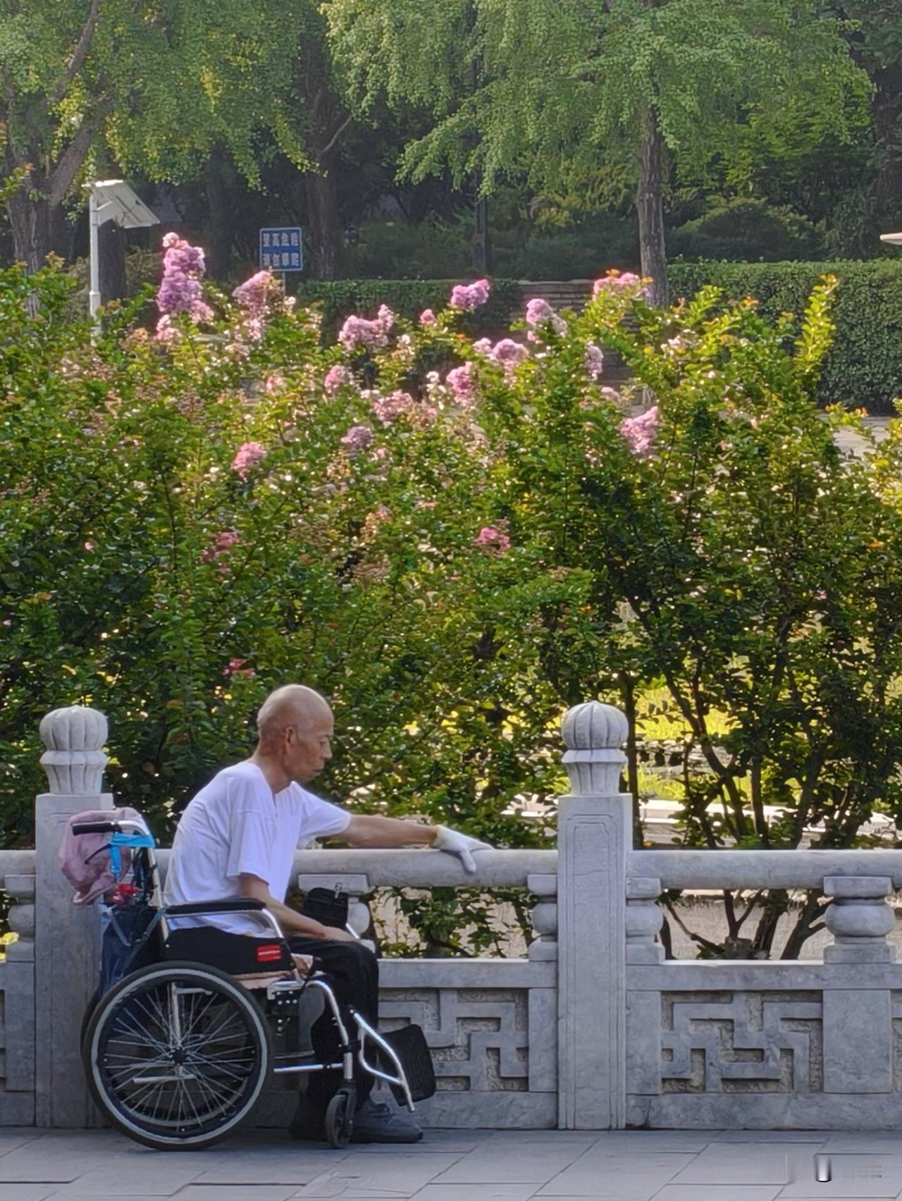 ＃原来紫薇分两种！一树清雅，一丛繁茂＃
最近去公园散步，总要绕道河边，去看看紫薇