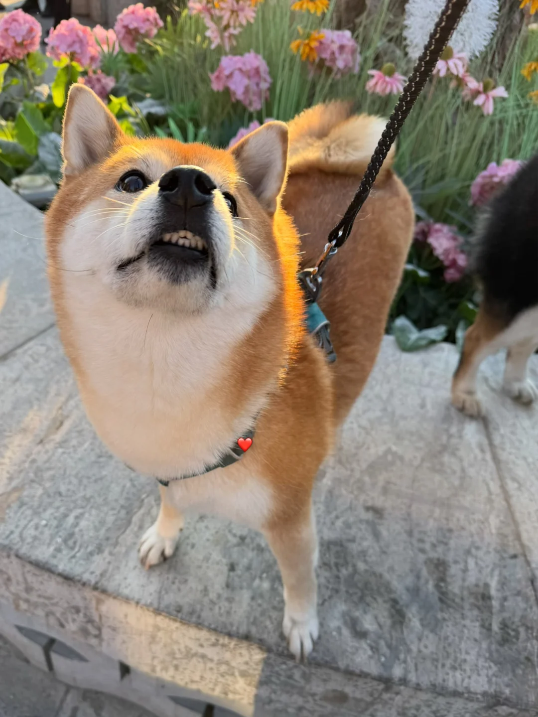 🐶：人，街上怎么这么多人啊