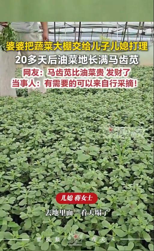 婆婆简直天塌了！6月22日报，山东菏泽，一婆婆生病住院，把自家一亩半蔬菜大棚交给