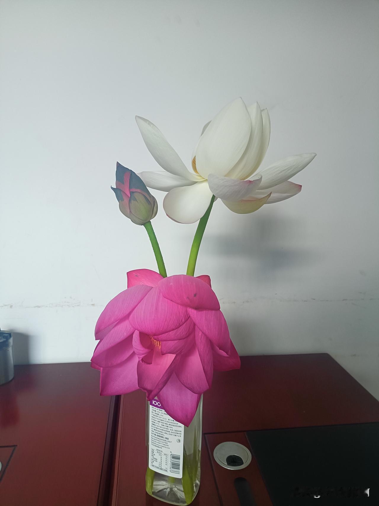 只要条件合适，
放在哪儿都能开花。
昨买了三支含苞待放的花蕾，
放了一晚，
有两