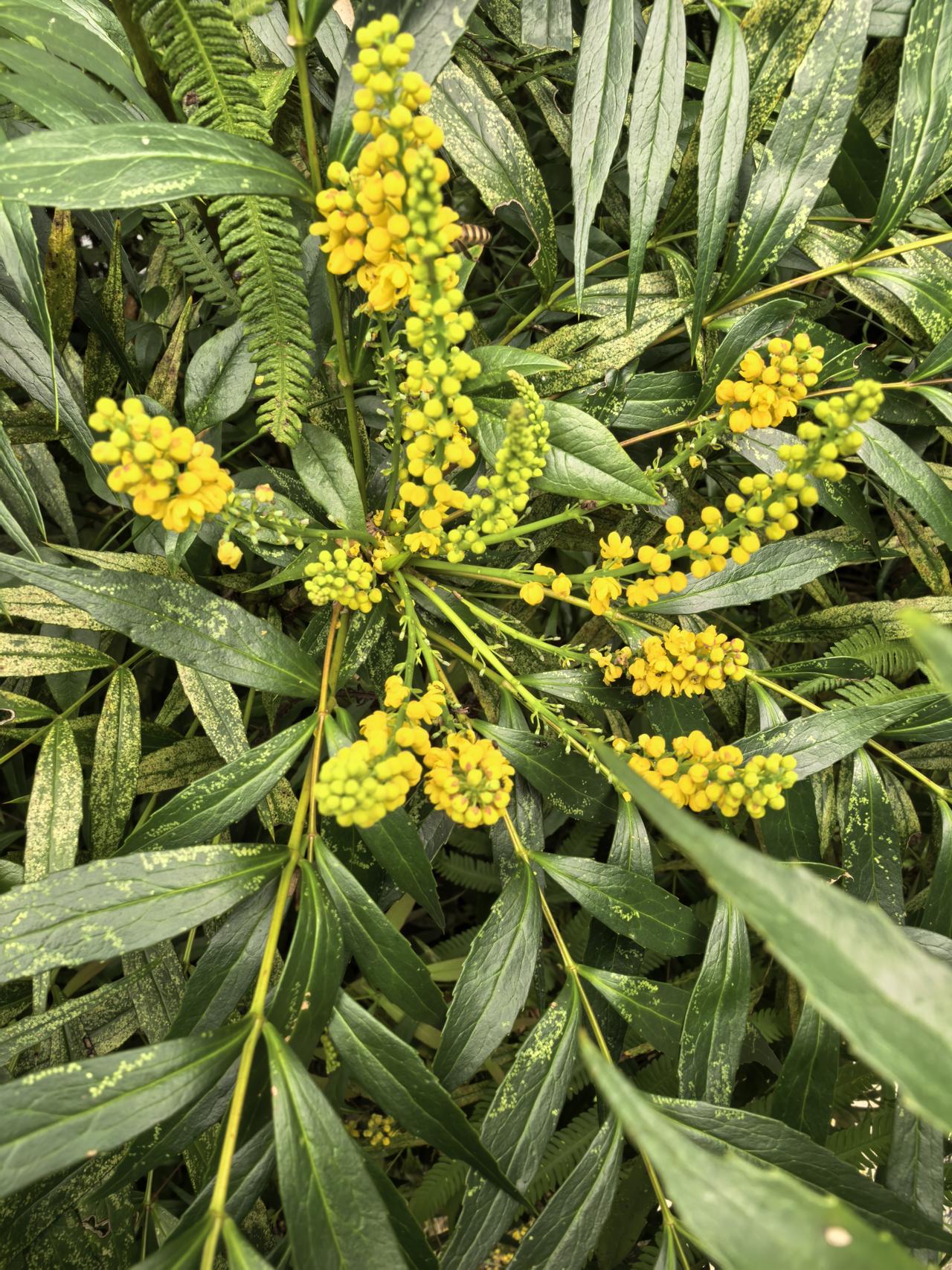 晒图笔记大赛这花很像果实，不是那只采花的蜜蜂，很容易看错。