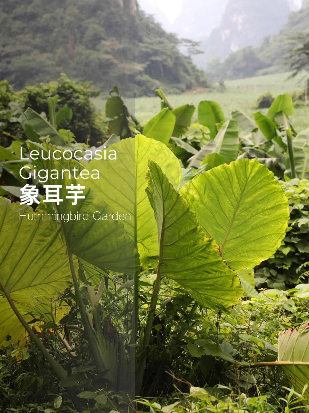 春夏秋花园耐阴耐热耐寒-象耳芋