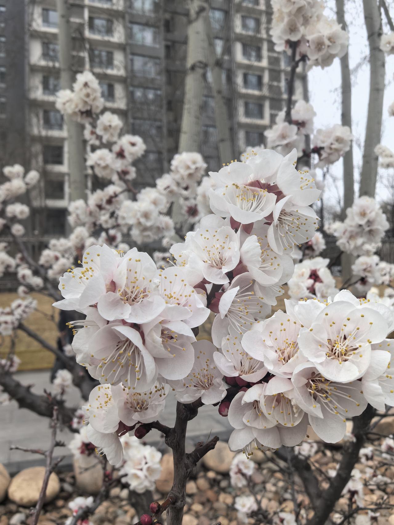 今天下午在迎泽大街下元附近遇到了一株杏树，花开正艳，一飧大家！
