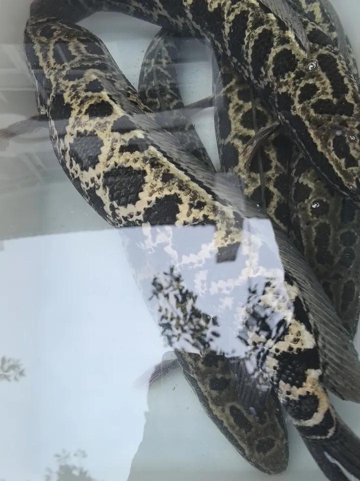 知道这种黑色花斑的是什么鱼吗？
这是乌鱼，四川又叫乌棒。民间有一种说法，说是吃了