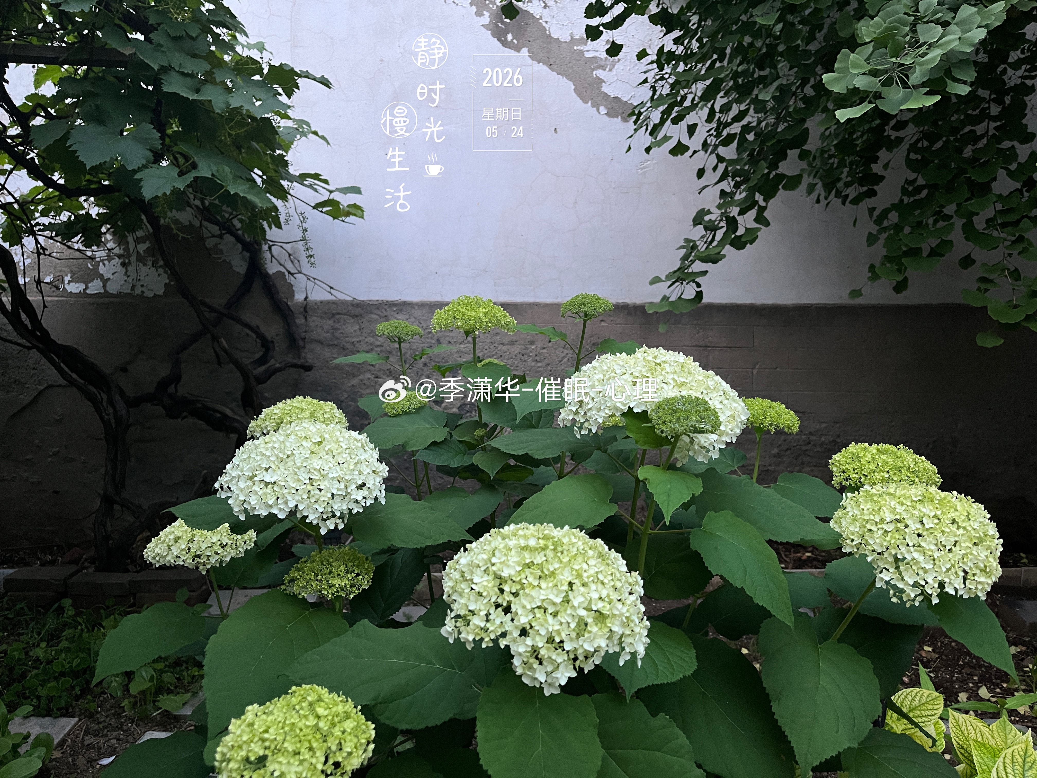 【据种植路透社消息】2026年5月24日，重度种植爱好者季老师种出的第一个小番茄
