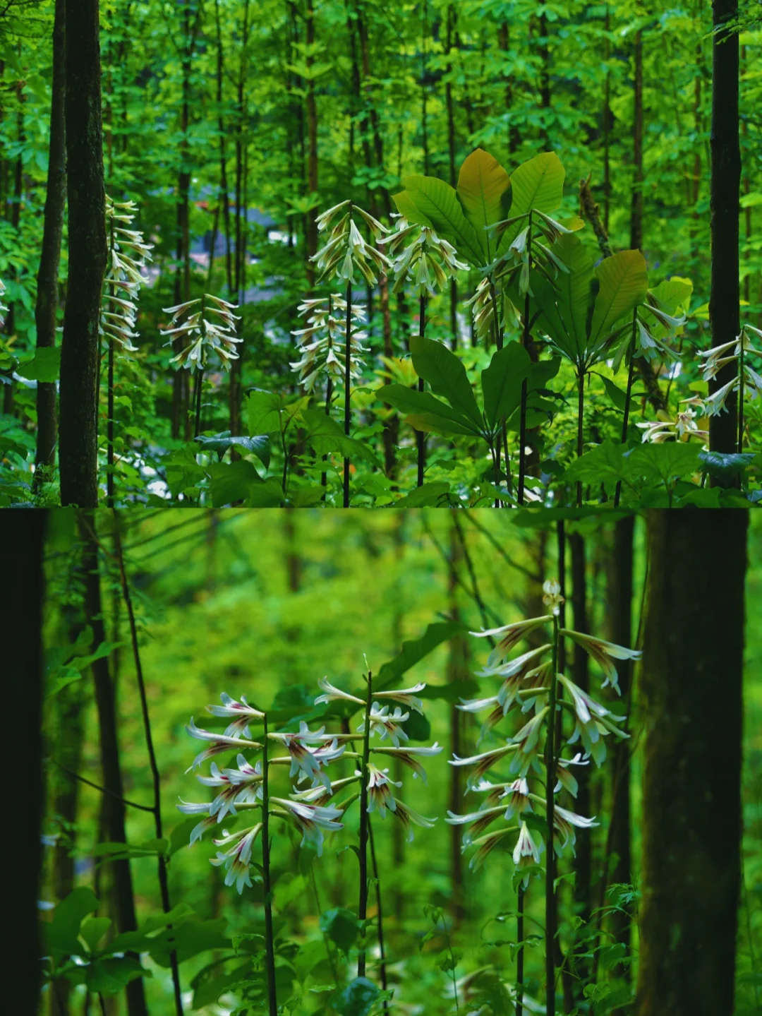成都徒步|野百合不止在春天，五月抓紧冲