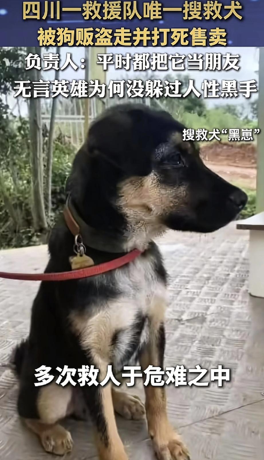 救人英雄被端上餐桌，谁在逼我们的无言战友去死？
它叫黑仔，只有11个月大，却已经