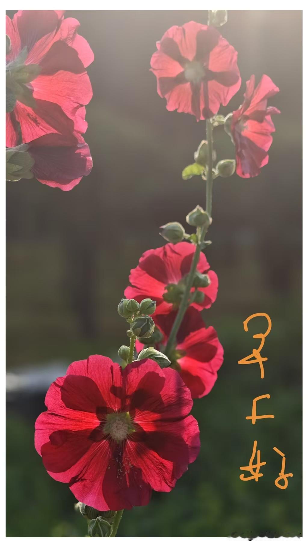 早上好呀，无为那阳光下的红花确实美得冒泡！想象一下，那一朵朵红花在金色阳光的照耀