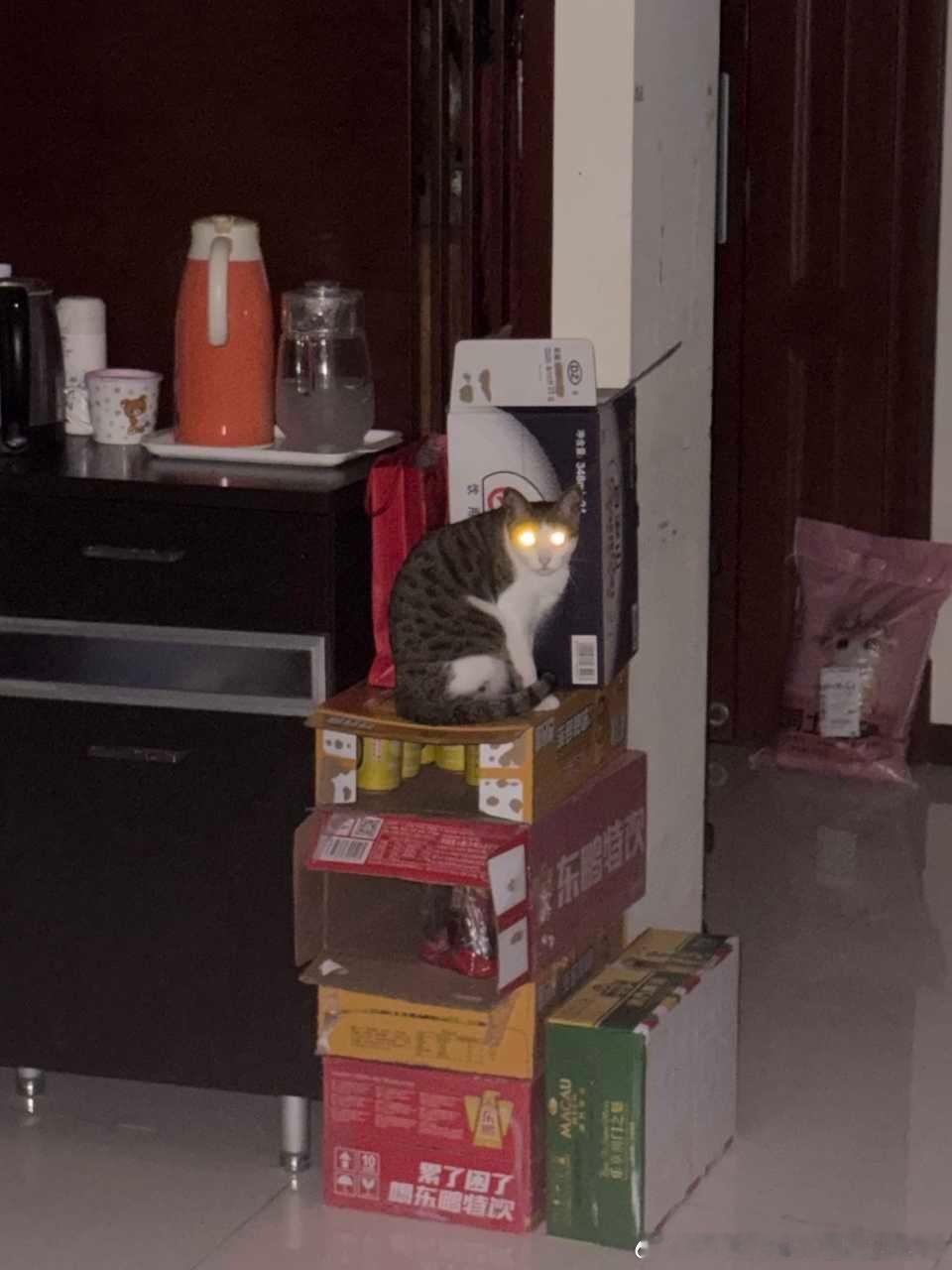 49420【丑猫】发射激光 