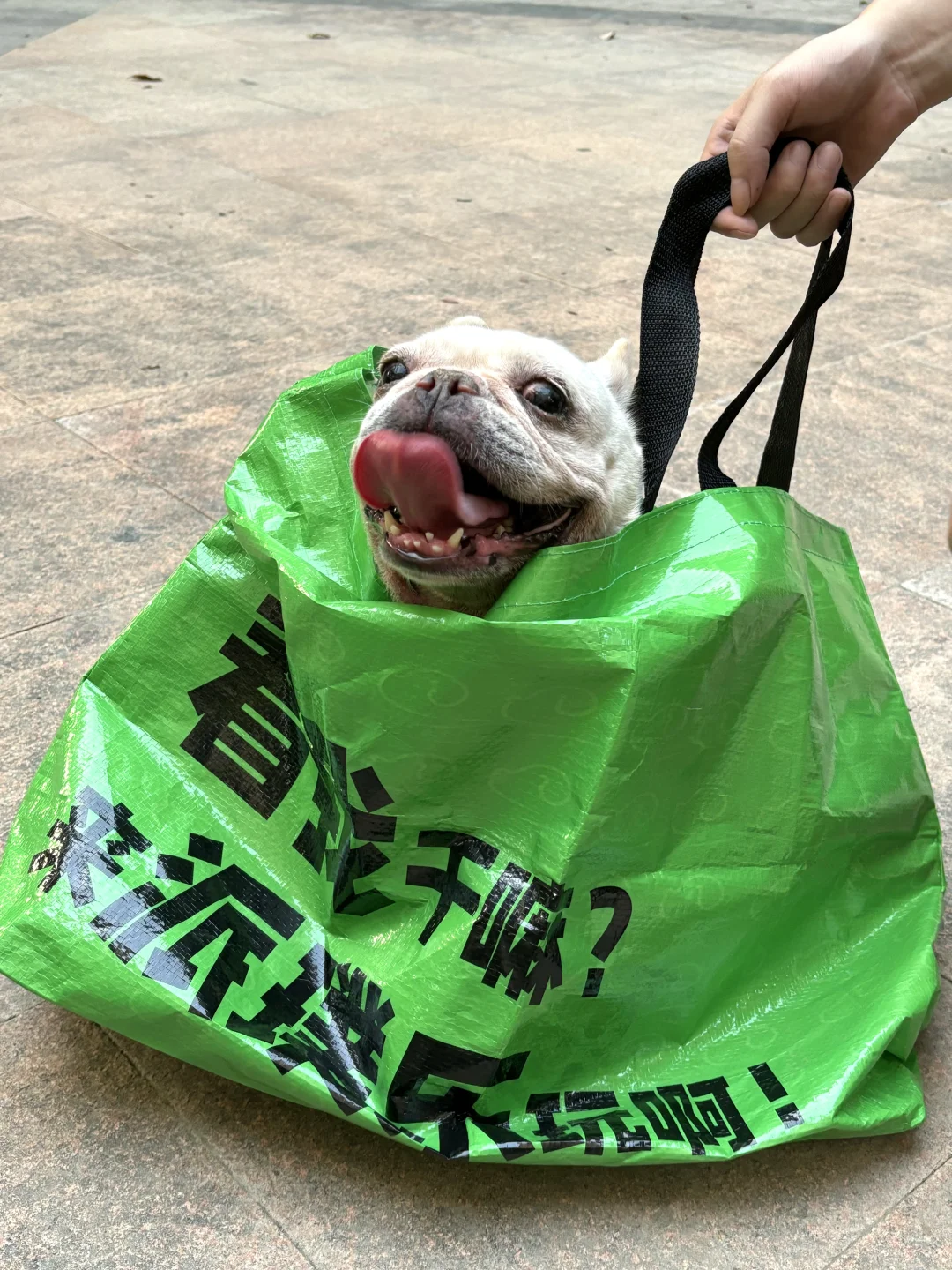 杭州宠物嘉年华来啦！国庆活动已经安排好了！