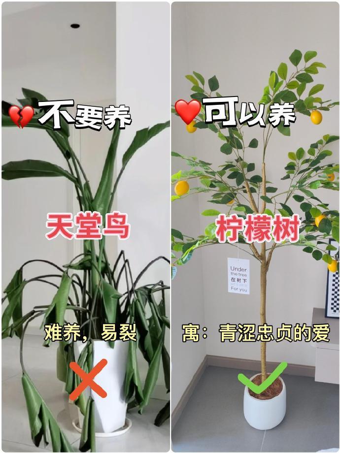 客厅绿植九养九不养！ ​​​