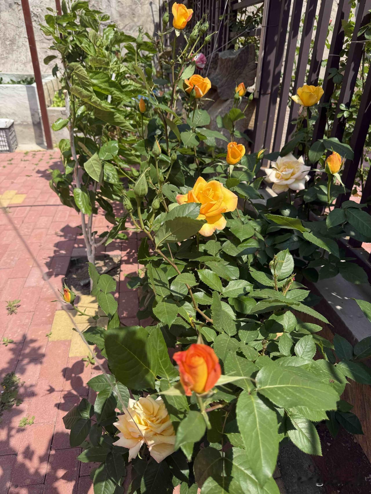 相册里的花花草草这是我今年第一批开的月季花，香气扑鼻大花浓香多季开花，图三是我种