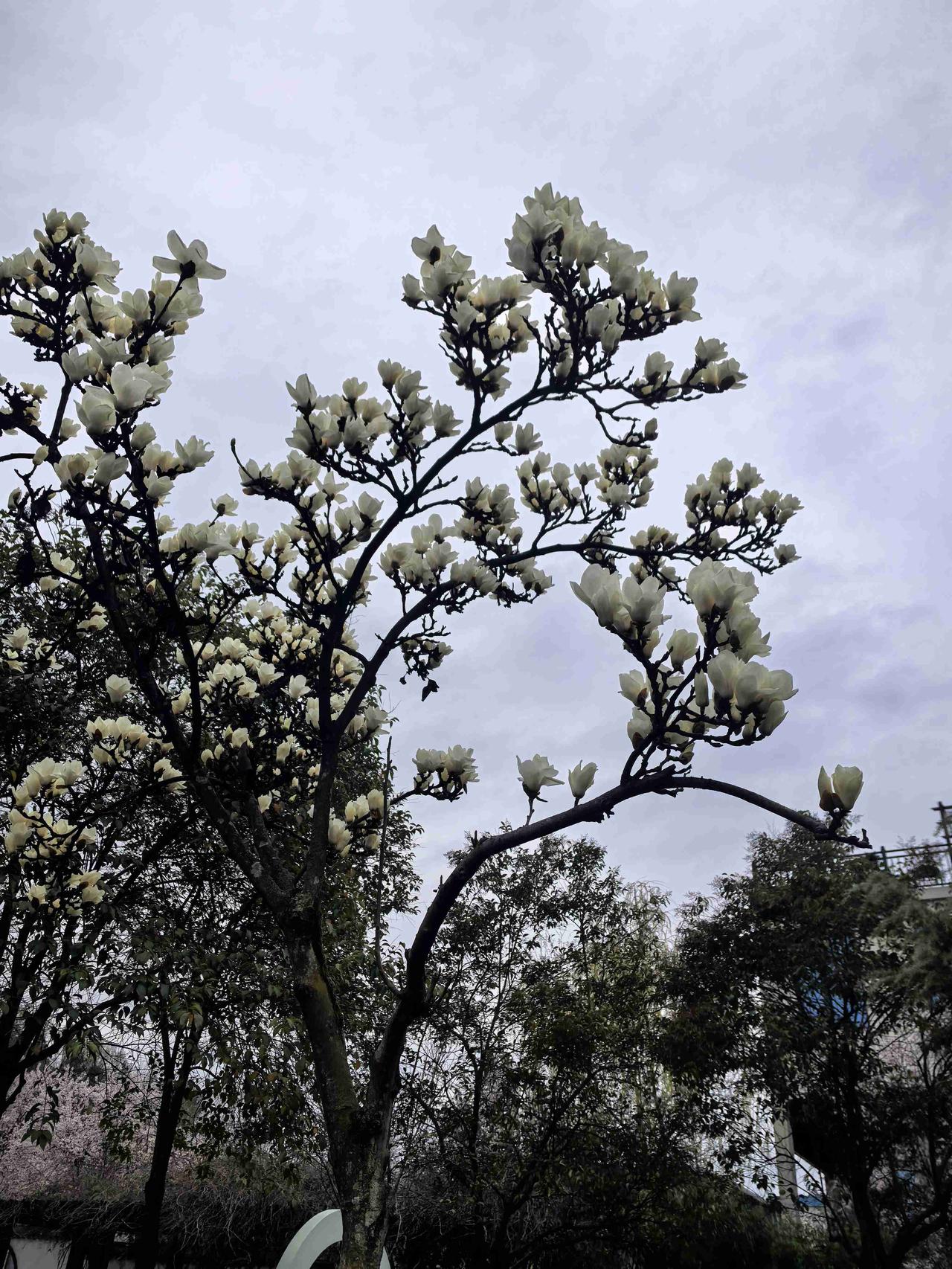 我的今日状态：😁轻松愉快
我这里的天气：☁️阴天