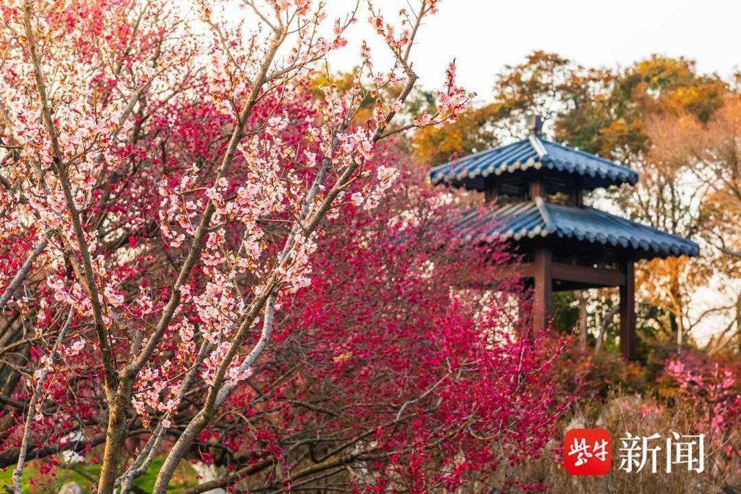 南京玄武湖的春天太美了！不止2600余株梅花，早樱、茶花、玉兰也争相绽放，简直是