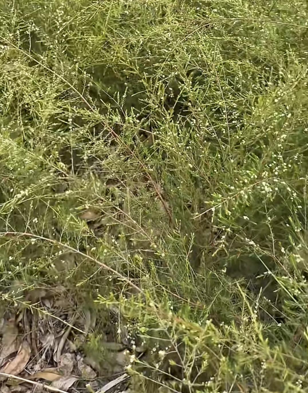 雷州荒坡上的“铁扫把”：岗松，一株长在红土地上的乡土记忆

如果你在雷州半岛的夏