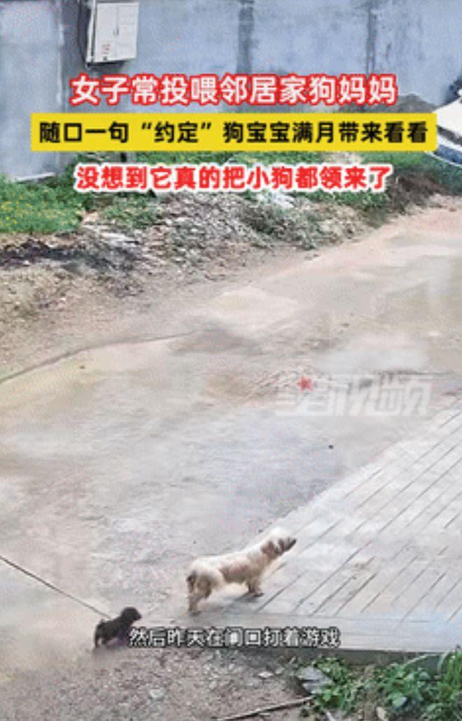 “真成精了？”9月16日，山东枣庄一女子经常投喂邻居家的小狗，得知小狗怀孕后，女