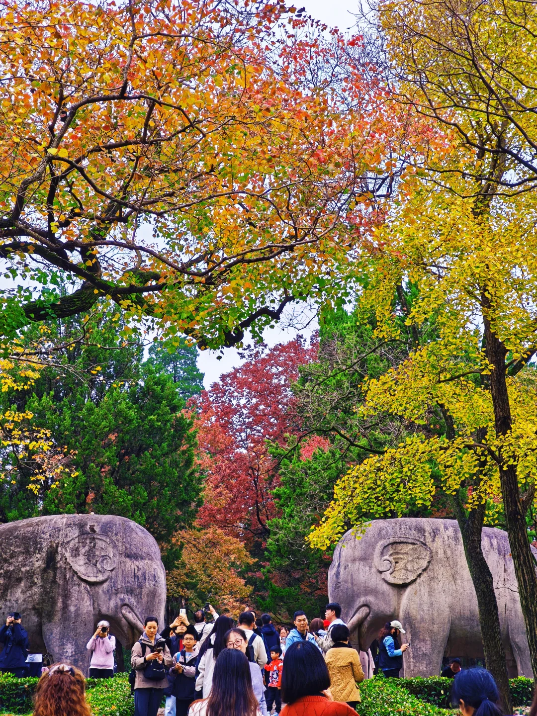 📸南京赏秋进度播报！11.10-11.16推荐