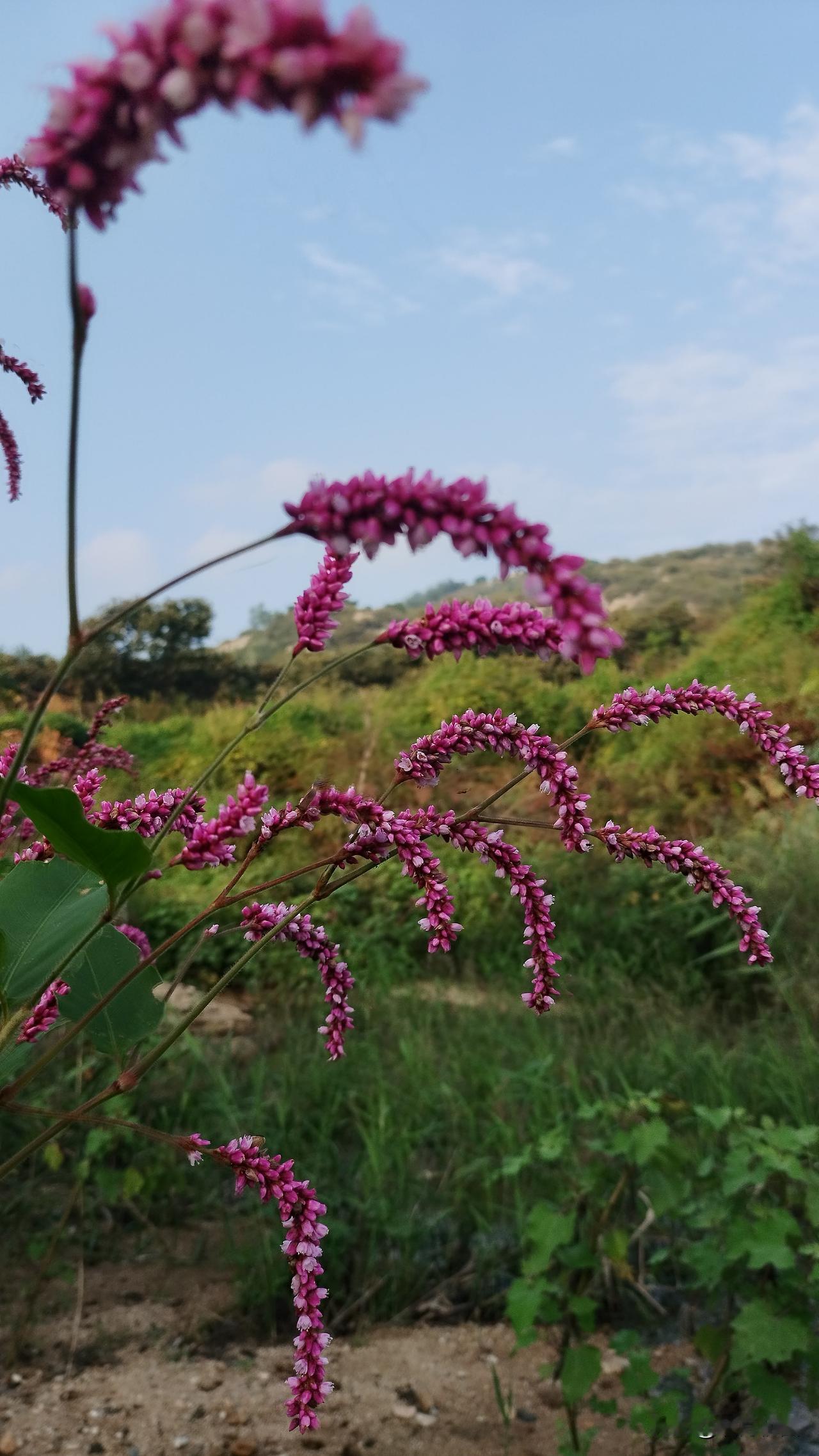 姐姐打电话问我，三周年的忌日该怎么算？

我说这个不是好算的么，就像咱爸，是去年