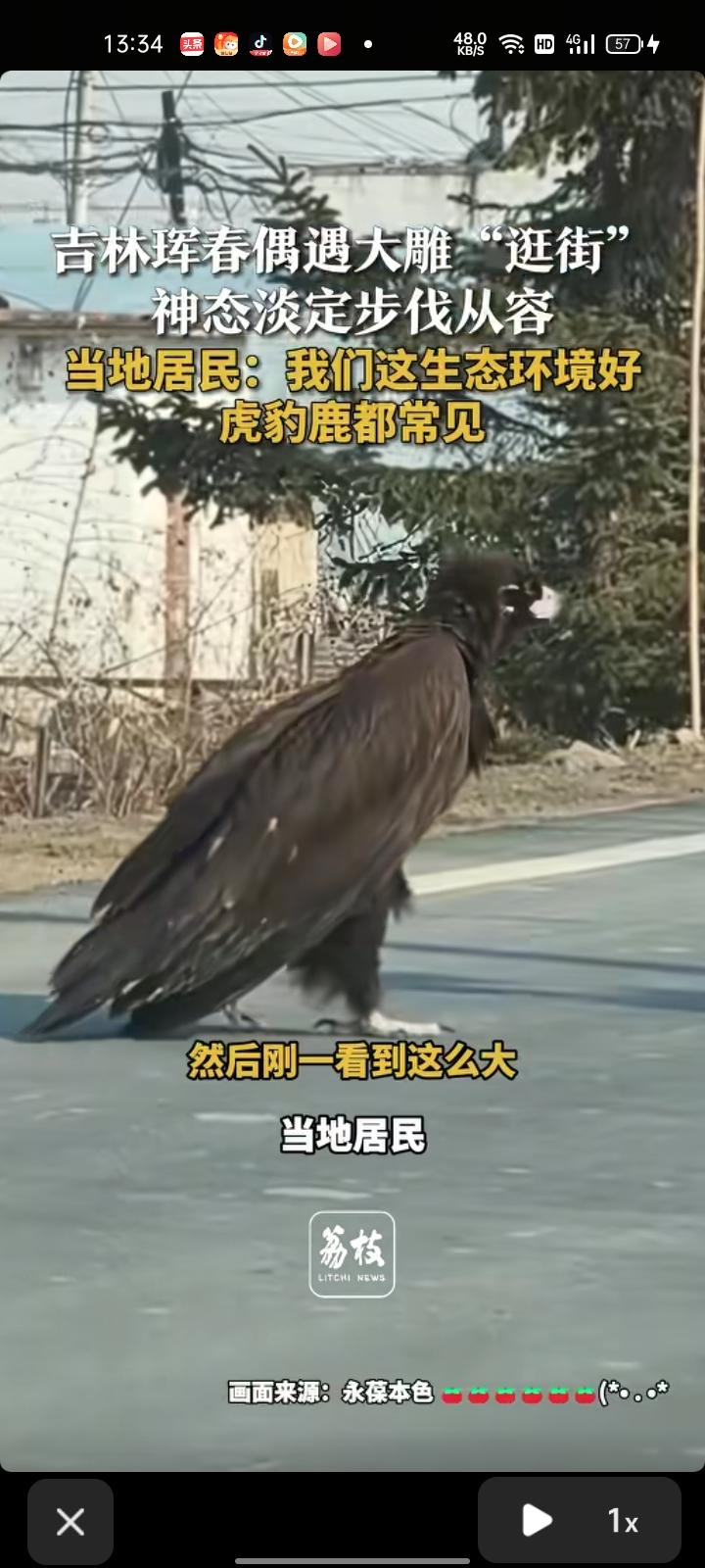 3月21日，延边州珲春市。网友晒视频称，自己开车在路上偶遇大雕“逛街”，神态淡定