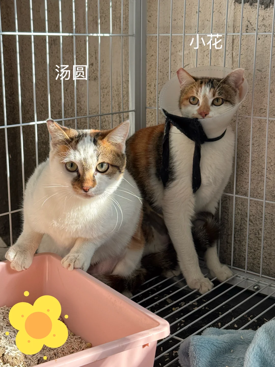 汤圆（妈妈取的新名字）和小花颜值真是太高啦