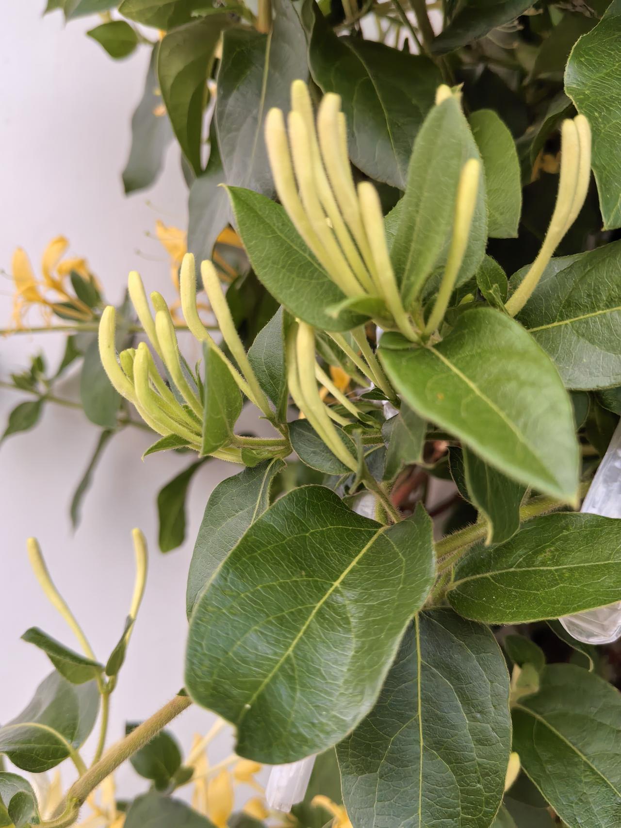 云南十八怪，四季鲜花开不败。这个是我自己种植的金银花，云南独特的气候条件，使这种