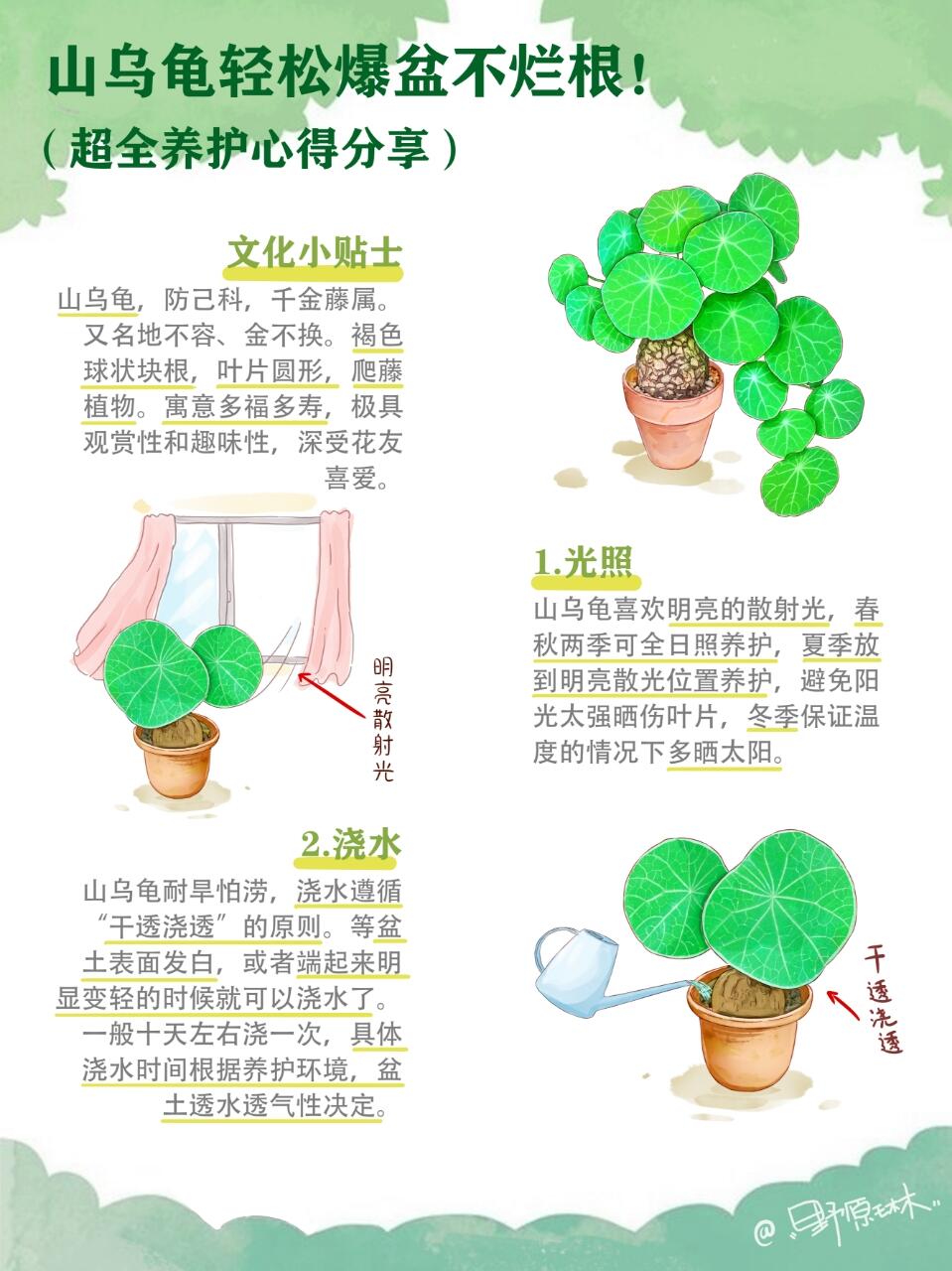 山乌龟轻松爆盆不烂根！超全养护心得分享。