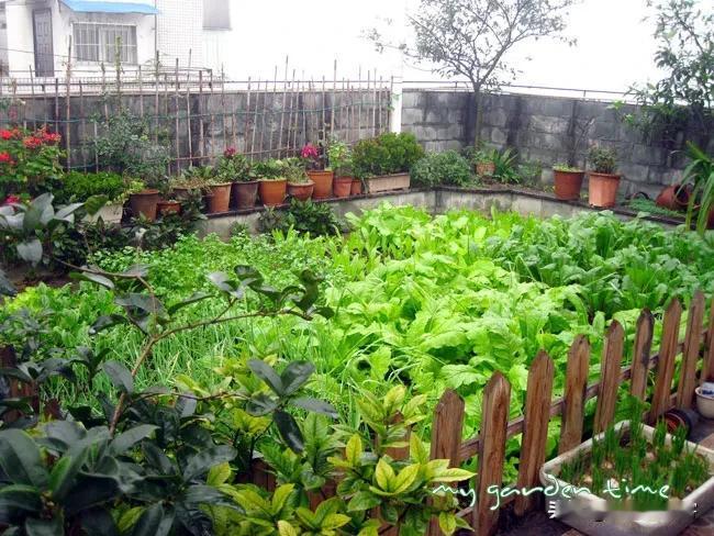 #凡间诗话# 七律｜都市田园
楼前小院三分地，蔬果离离人倍忙。
澍雨时风勤沐浴，