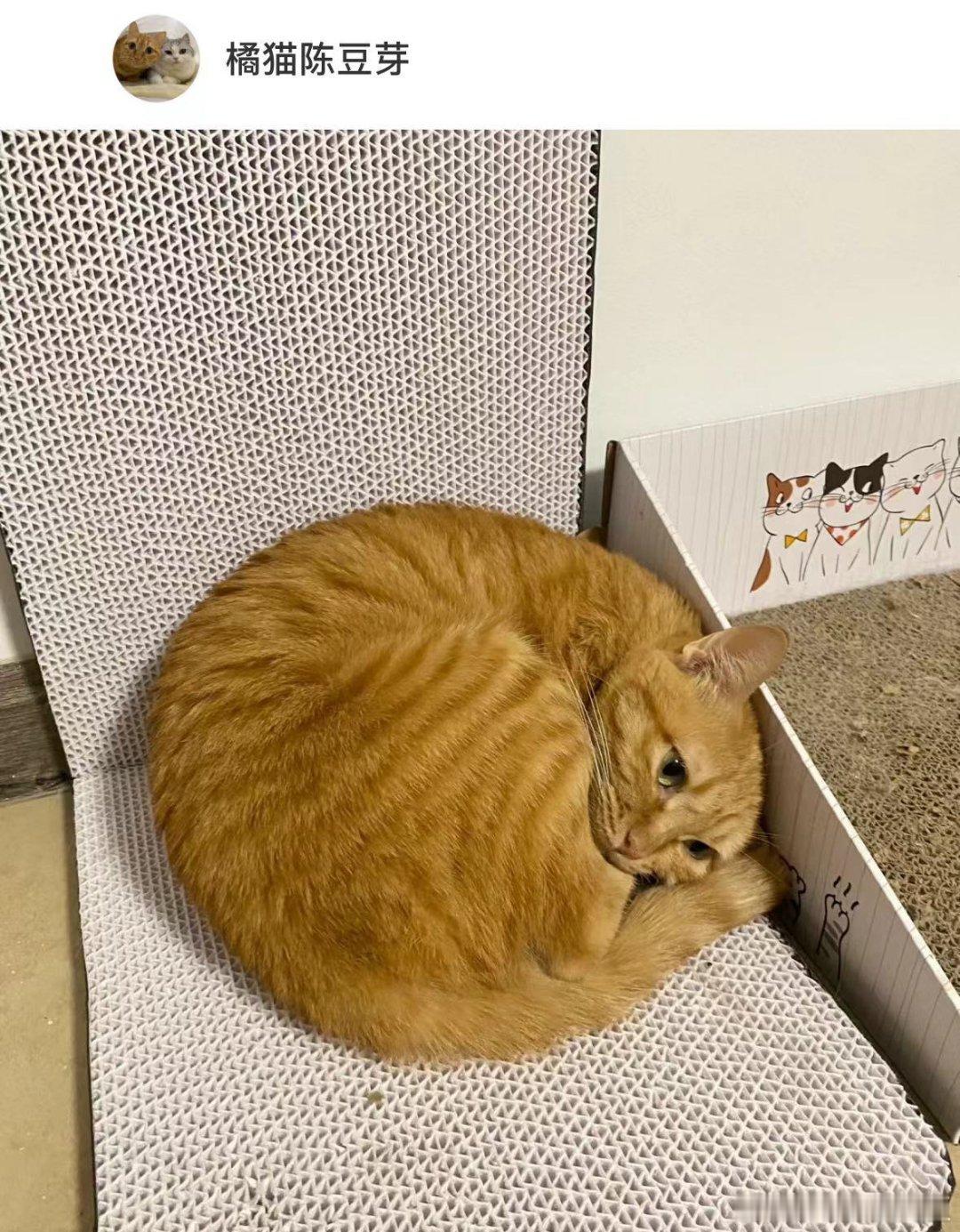 圆规画出来的圆都没小猫圆[喵喵] ​​​