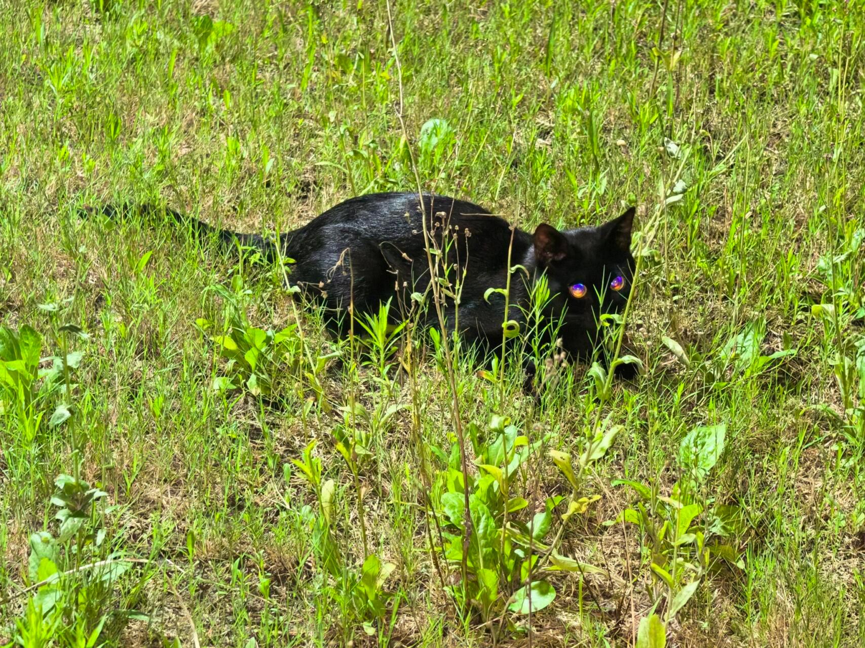 紫极魔瞳小猫 