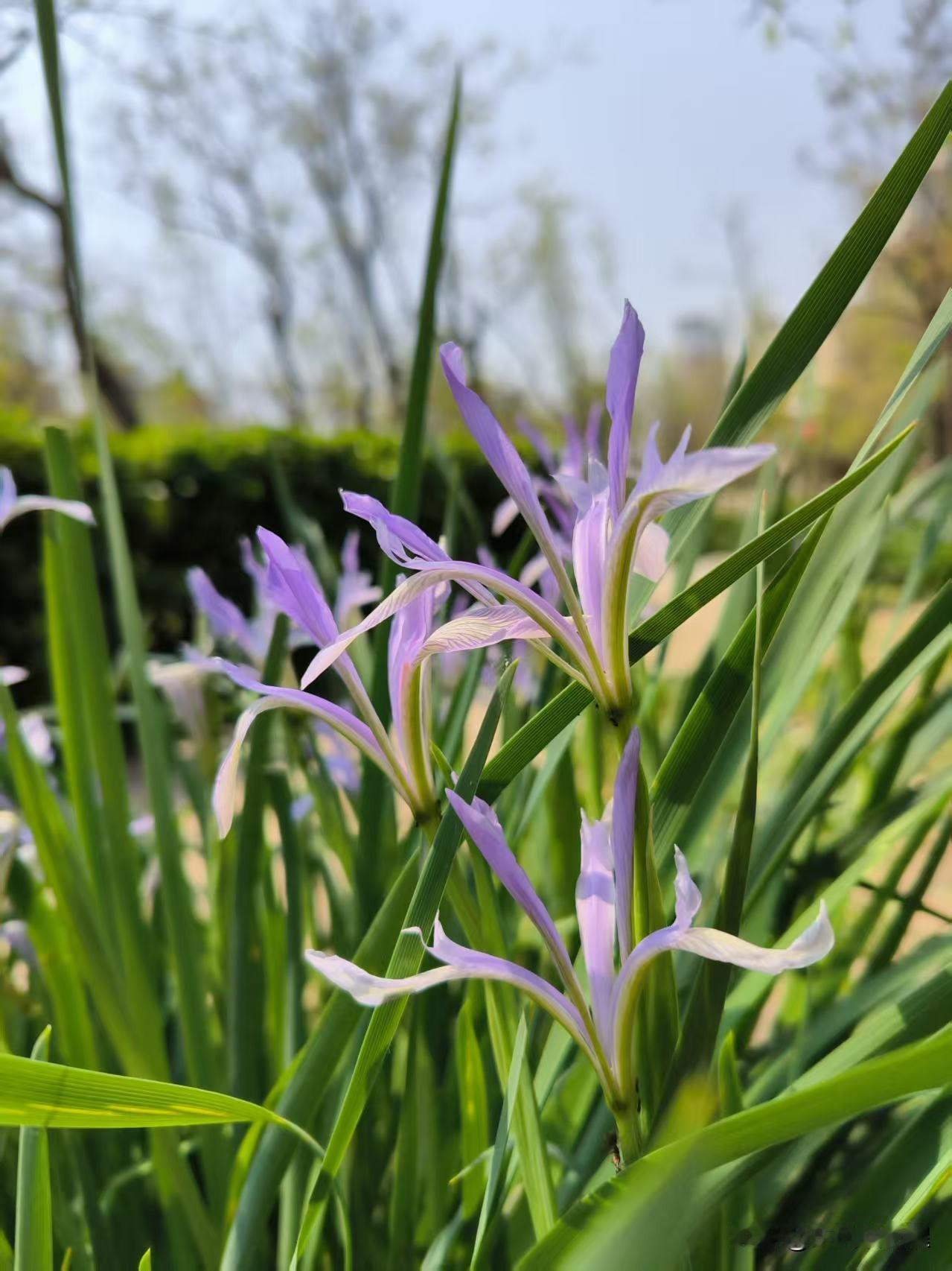 随处可见的马兰花，一片片耀眼的紫色，茂盛绽放，看着特别美。
还有那生命顽强，黄色
