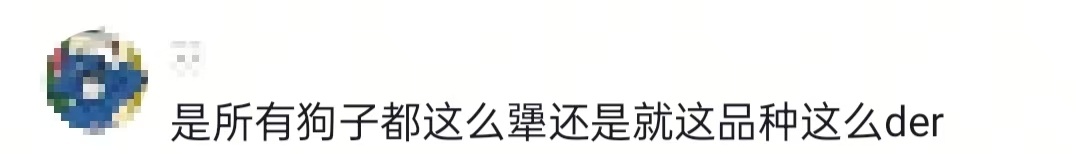 上一个这么犟的它们的主人已经在原地开荒安营扎寨了 