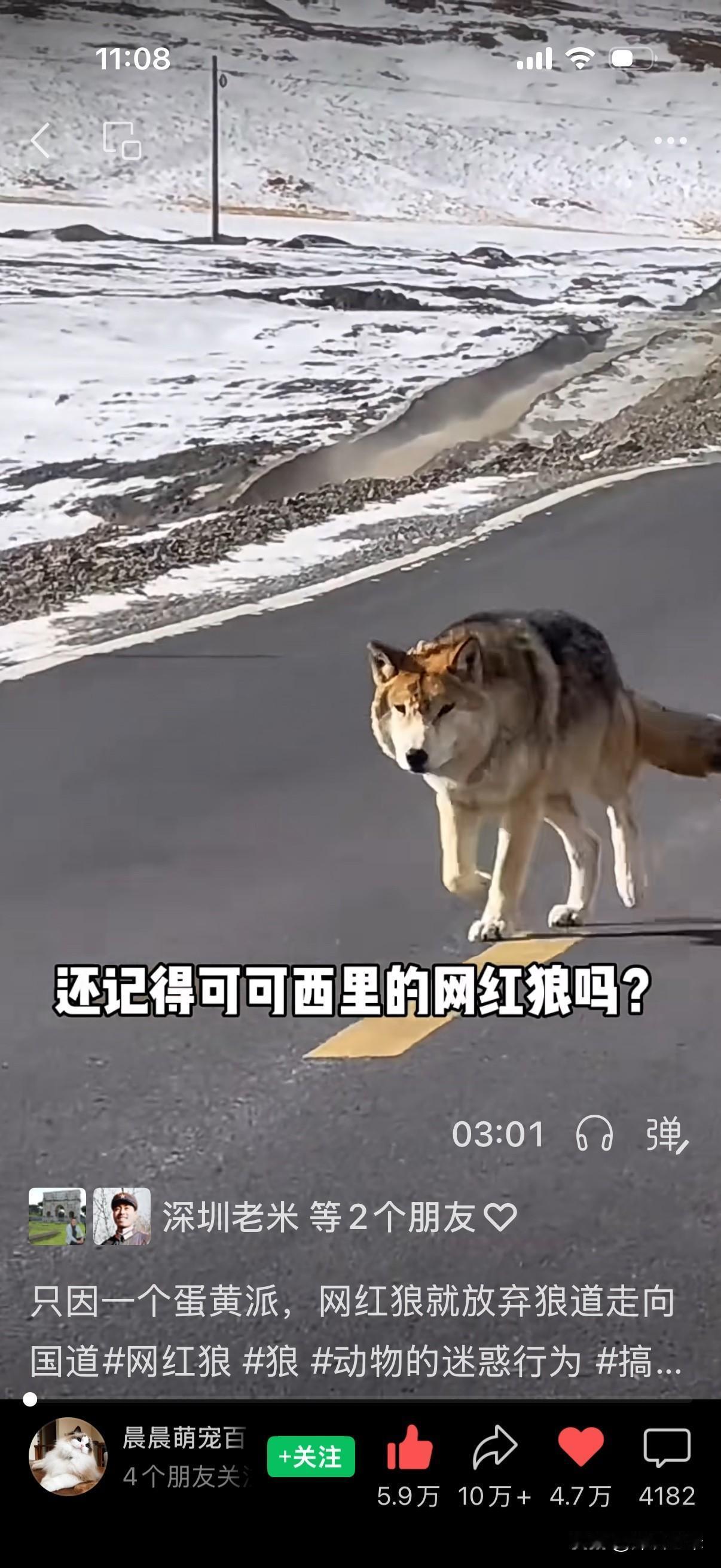 狼的公路与人的桎梏

    近日，一段野狼路边讨食的视频引人深思。这匹野狼体质