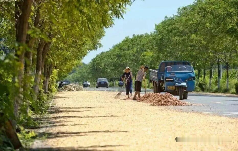 村民占路晒玉米（打场晒粮）不仅影响公路畅通，还极易引发交通事故，属于违法违规行为