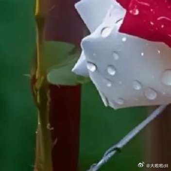 与其抱怨玫瑰丛长满了刺，还不如感激丛里竟生出了玫瑰🌹 