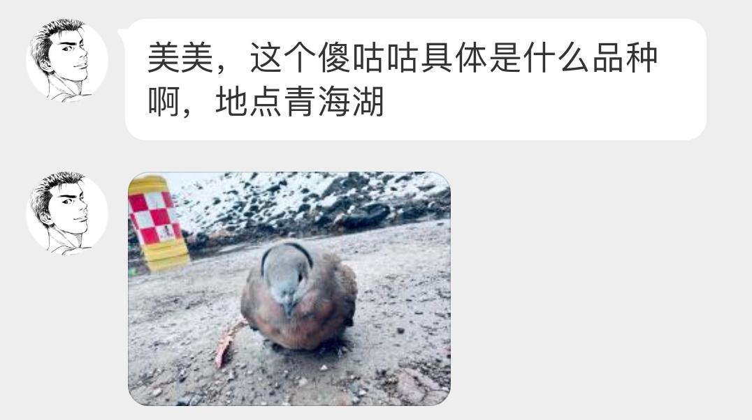 #鸟粉投稿# 一只圆滚滚的【火斑鸠】冷得脖子都缩起来了🙊 ​​​