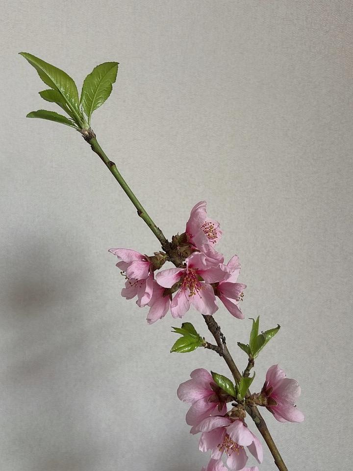 送你一枝桃花红，
希望给你好心情。
花好月圆遂心愿，
生活自在又从容。