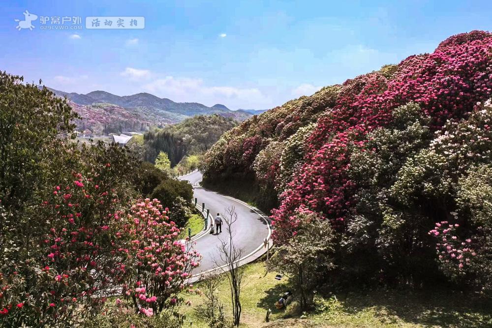 除了壮观，品种多样，百里杜鹃的杜鹃花还胜在“原始”两个字上。