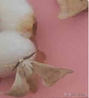 看到自己养的蚕破茧成蝶了，蝶又产蚕籽继续繁殖，孙子高兴得手舞蹈，终于完成了老师交