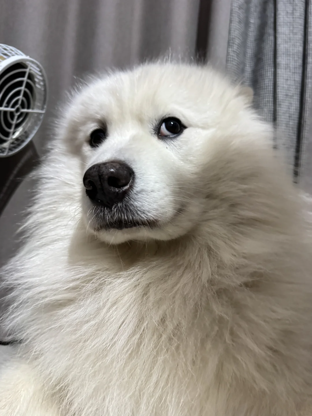 那咋了？你能打鼠我