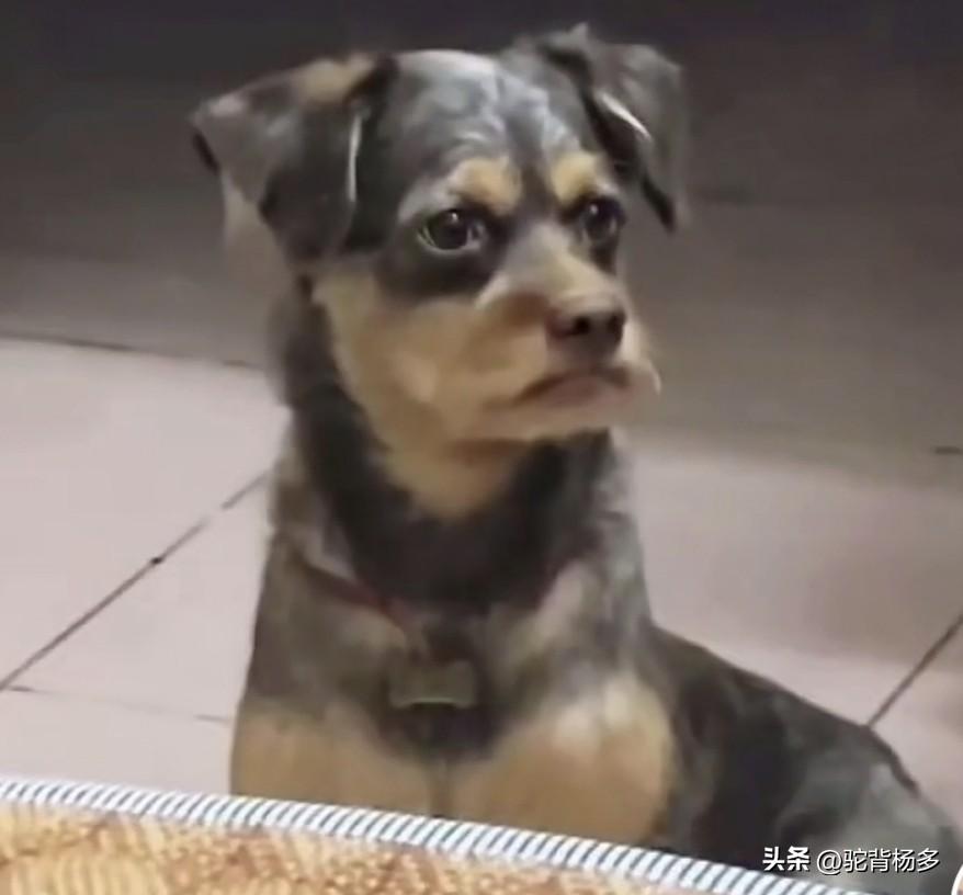 天南地北大拜年网友发了一狗狗的视，这狗狗看起来好像一个人，但就想不起是谁。